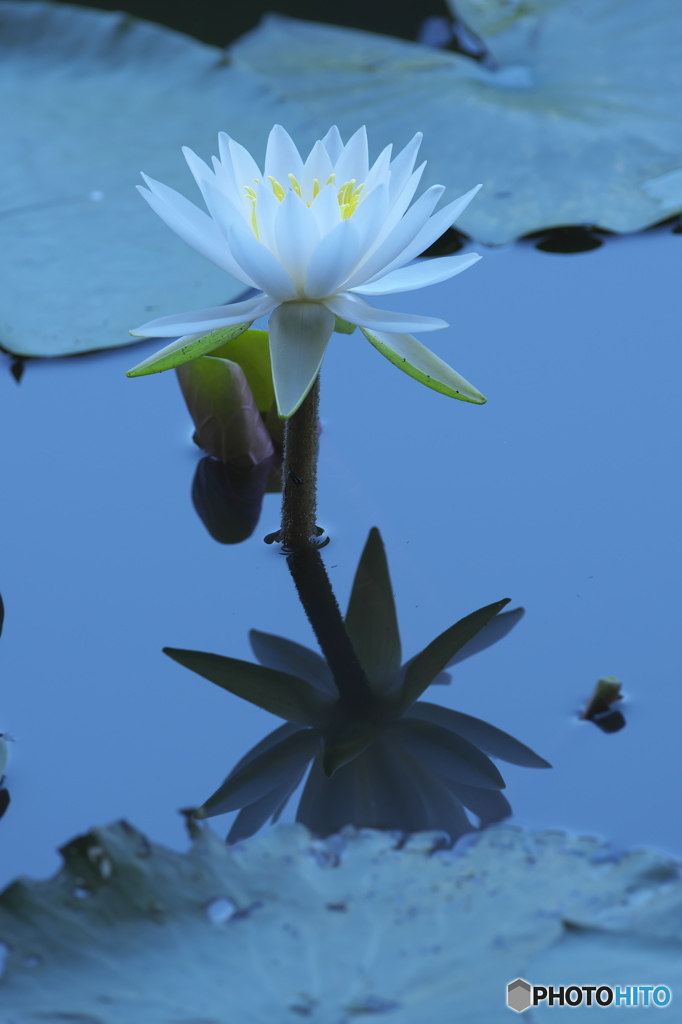 透明度の高い沼の睡蓮　壱