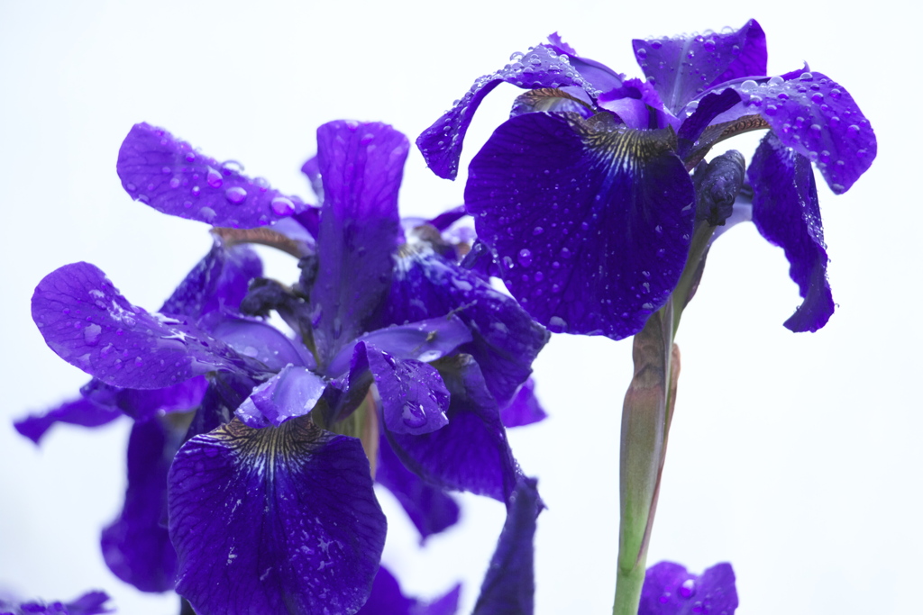 雨中の菖蒲　壱