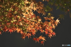 紅葉