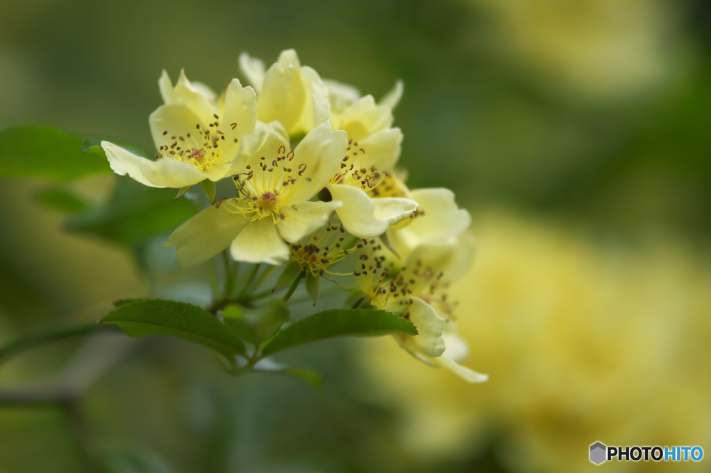 近くの公園に咲いていた薔薇