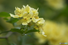 近くの公園に咲いていた薔薇