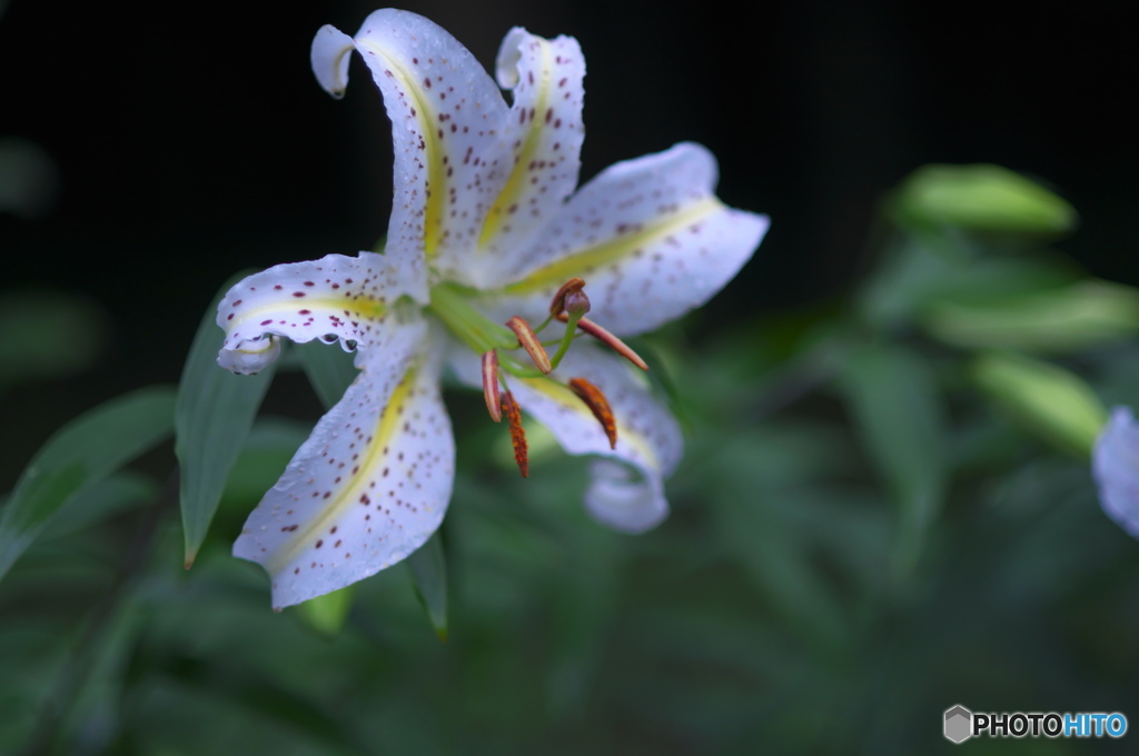 ヤーマユリは～♪♪　ろ