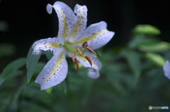 ヤーマユリは～♪♪　ろ