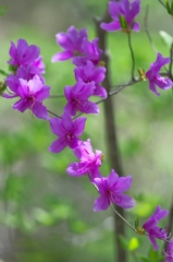 トウゴクミツバツツジ