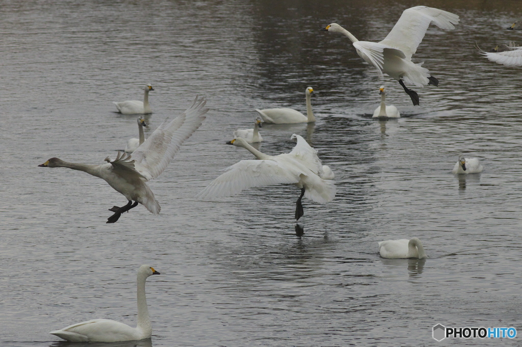 帰り支度の白鳥達
