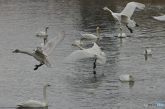 帰り支度の白鳥達