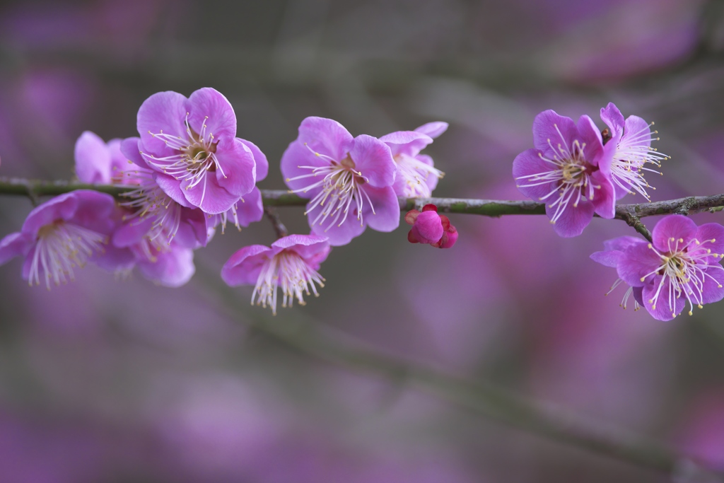 近くのお寺の梅の花　参