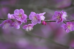 近くのお寺の梅の花　参
