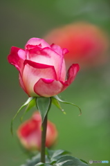近くの大きな公園の薔薇　Ⅱ