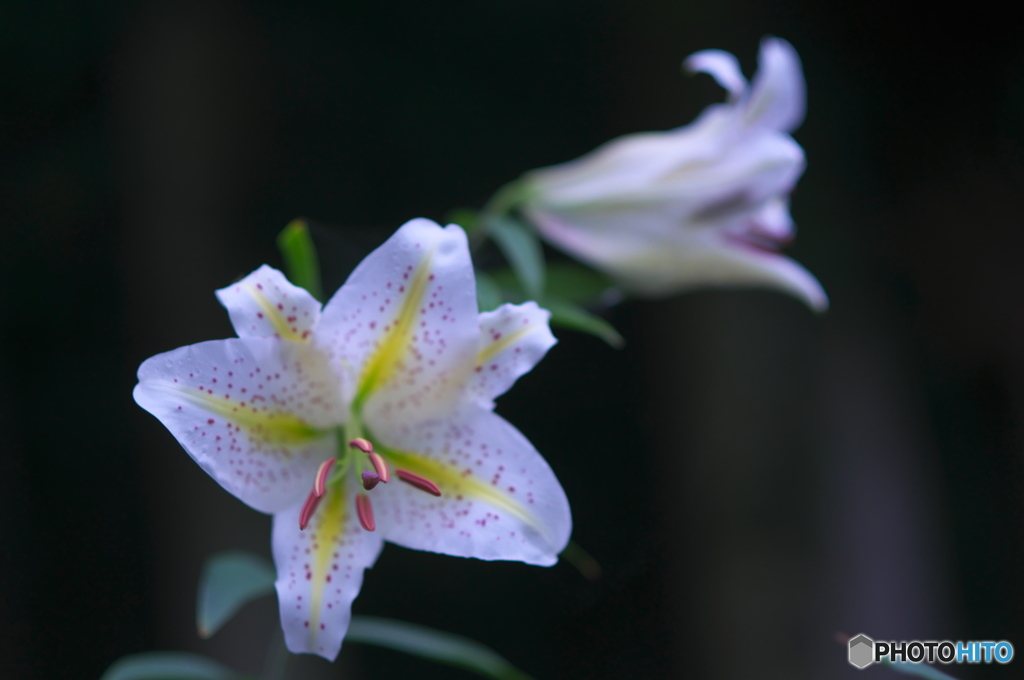 ヤーマユリは～　♪♪　い