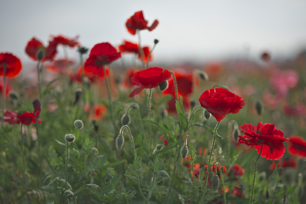 小貝川のポピー　壱