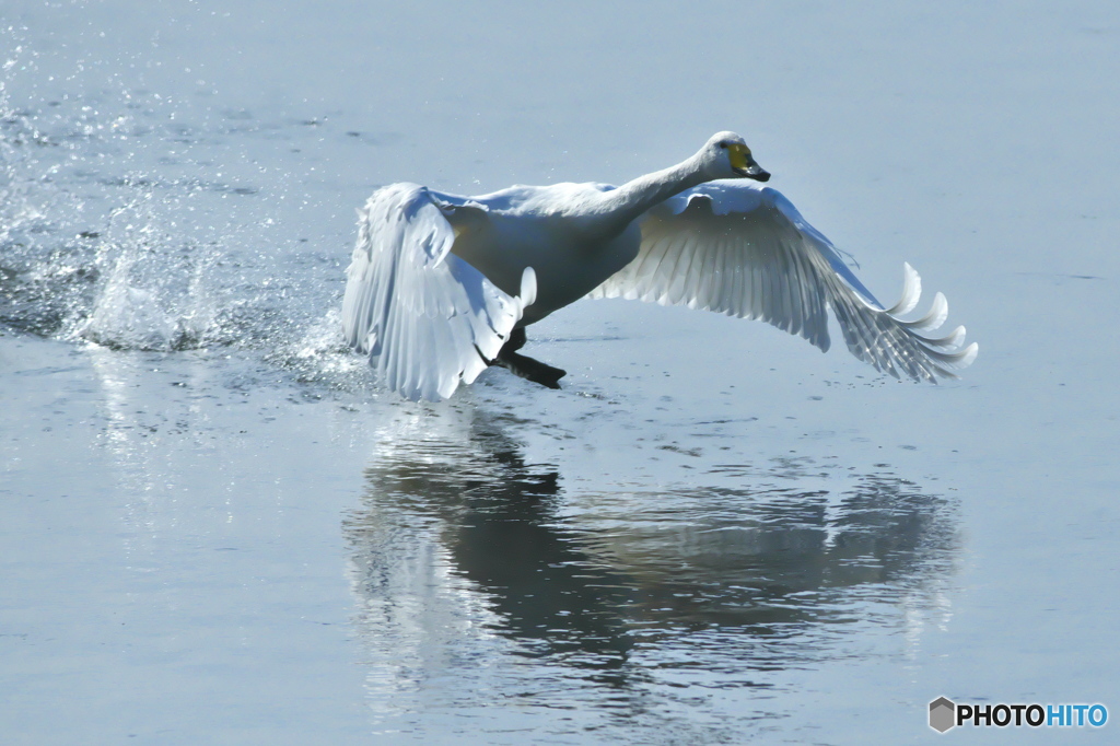 清流の白鳥