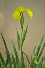 佐沼サンビーチの旬の花　参