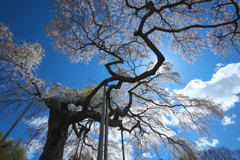 外大野の枝垂桜