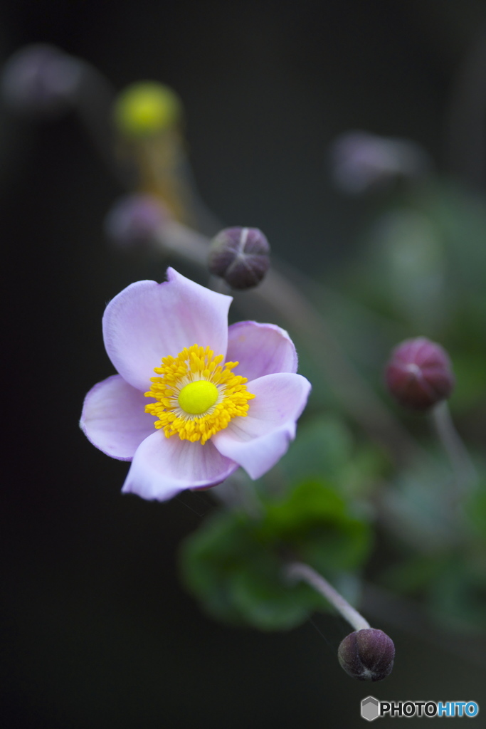 ピンクのシュウメイ菊