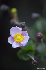 ピンクのシュウメイ菊