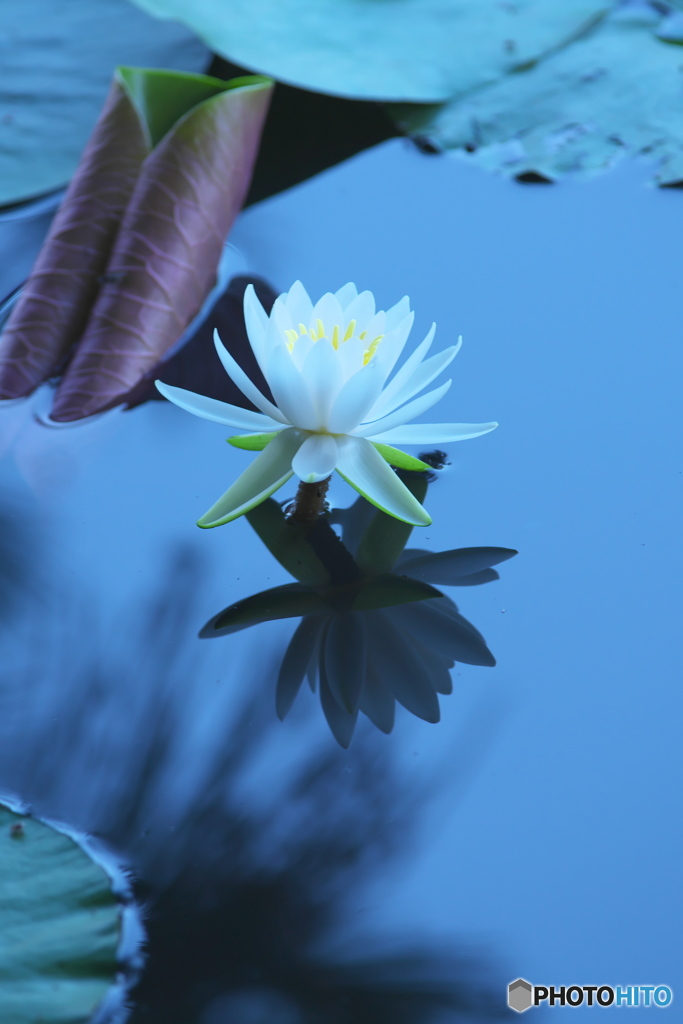 水の綺麗な沼に咲く睡蓮　　Ⅰ