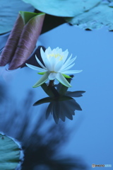 水の綺麗な沼に咲く睡蓮　　Ⅰ