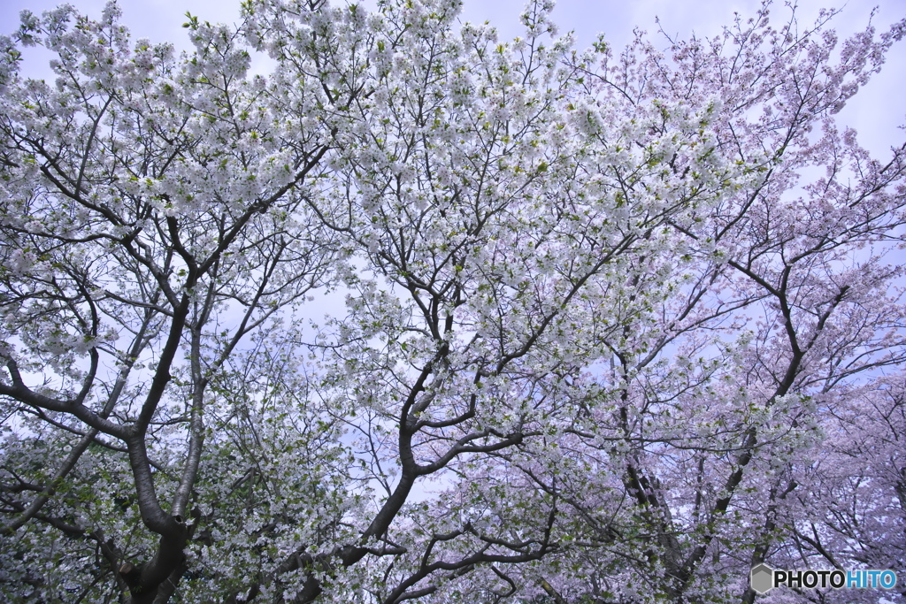 桜満開　ロ