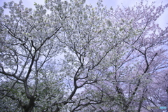 桜満開　ロ