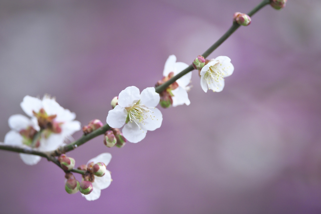 近くのお寺の梅の花　Ⅲ