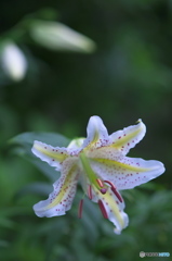 ８５㎜と３００㎜で撮ったヤマユリ　ロ