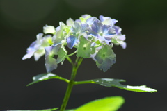 紫陽花　ろ