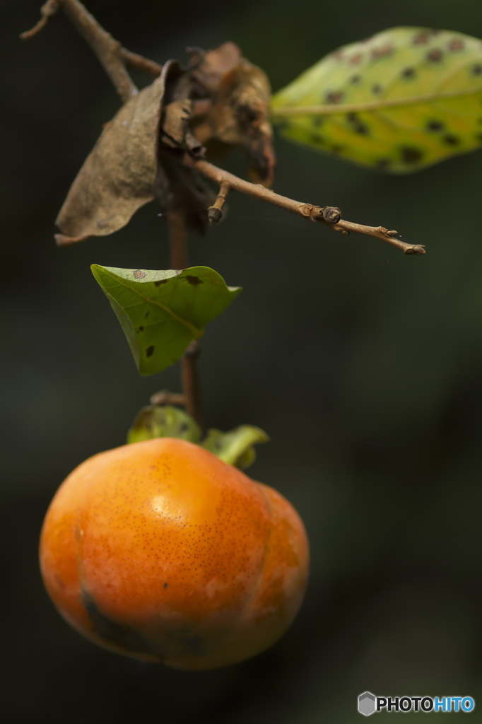 今年も柿は美味しそう！！