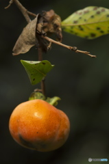 今年も柿は美味しそう!! 今年も柿は美味しそう!!