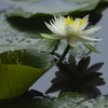 小雨の睡蓮