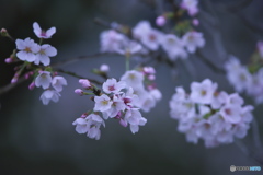 雨に咲く桜