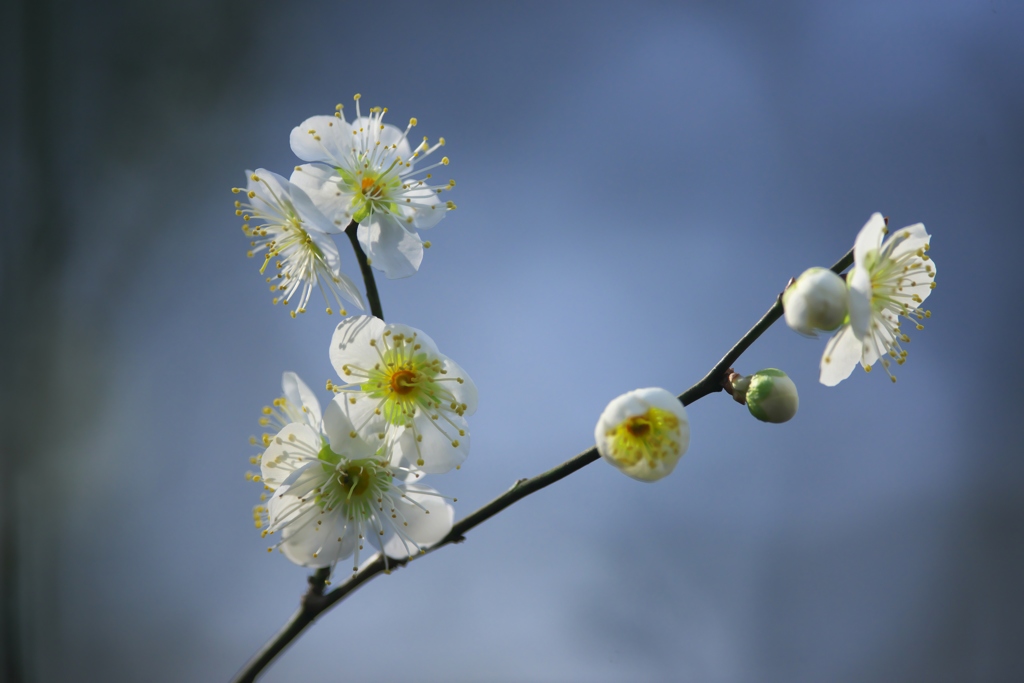 城址公園の白梅　Ⅱ