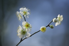 城址公園の白梅　Ⅱ