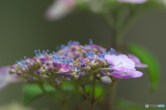雨引観音の紫陽花　ニ