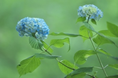 雨引観音の紫陽花は美しい！！　Ｃ