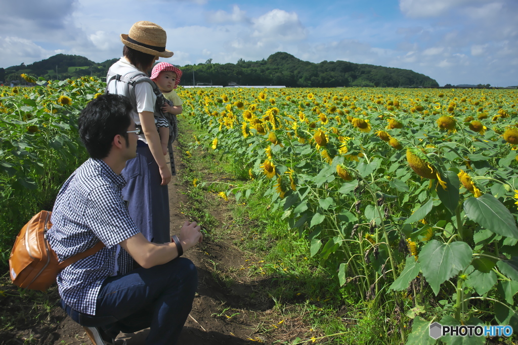 休耕田に咲くヒマワリ　　ハ