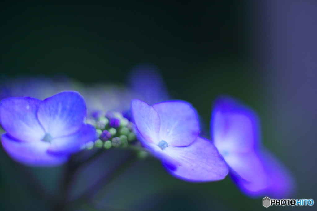 古い85㎜で撮った紫陽花　ろ