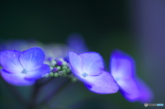 古い85㎜で撮った紫陽花　ろ