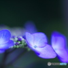古い85㎜で撮った紫陽花　ろ