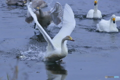 清流の白鳥