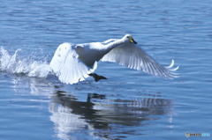 清流の白鳥