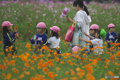 コスモス畑の花摘み