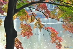 公園の秋