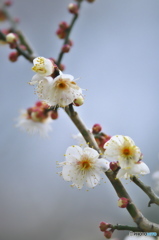 公園の白梅
