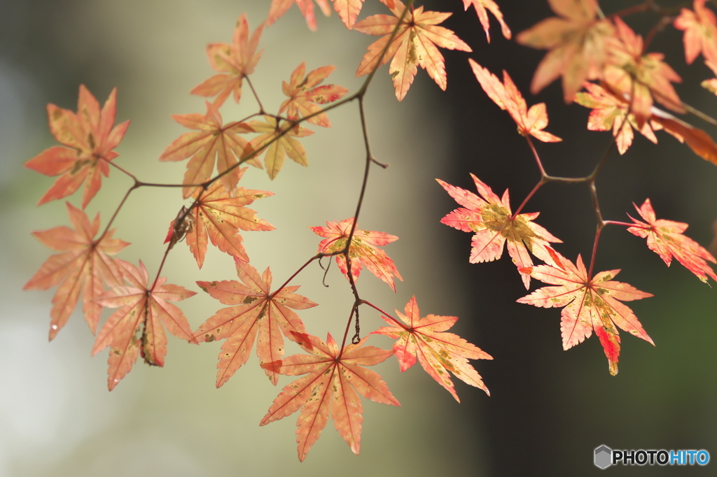 紅葉