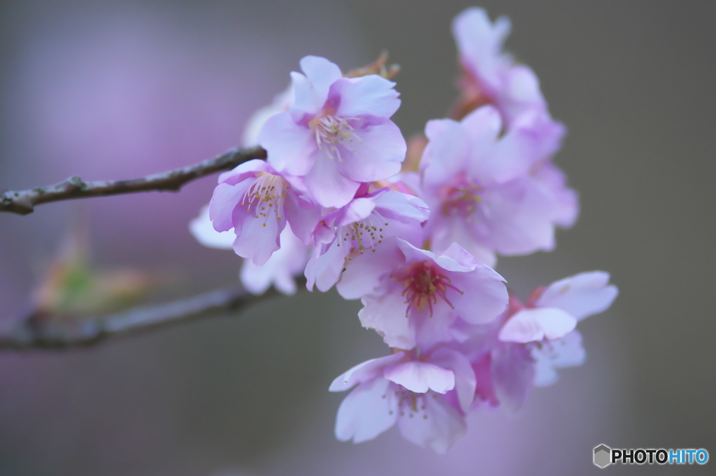 雨引観音　樂法寺の桜