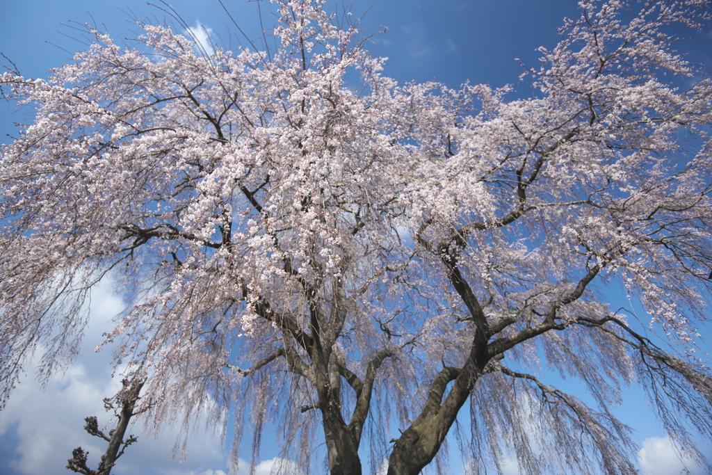 支え柱の無い桜