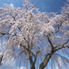 支え柱の無い桜