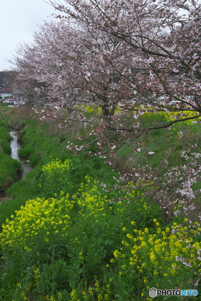 道沿いに咲く花