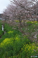 道沿いに咲く花